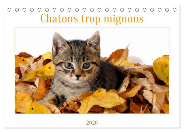 Produktbild: Chatons trop mignons (Calendrier de bureau 2026 DIN A5 vertical), CALVENDO calendrier mensuel