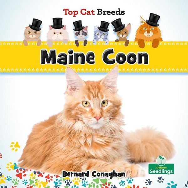 Produktbild: Maine Coon