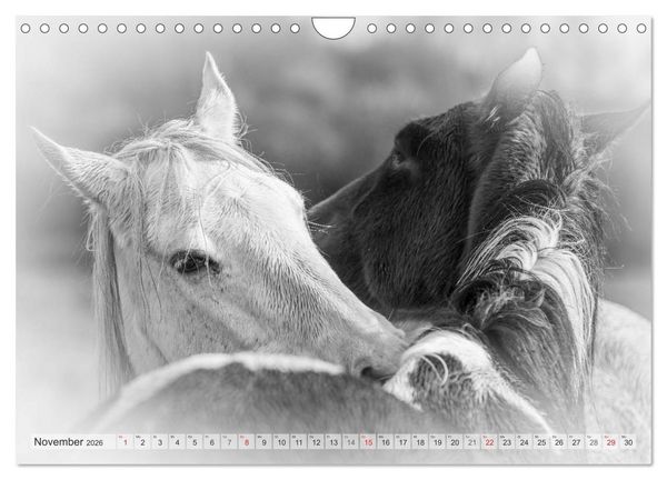 Produktbild: Emotionale Momente: Wei&szlig;e Pferde in schwarzwei&szlig;. (Wandkalender 2026 DIN A4 quer), CALVENDO Monatskalender