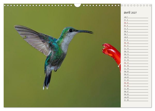 Produktbild: Colibris &ndash; &eacute;clats de nature (Calendrier mural 2027 DIN A3 vertical), CALVENDO calendrier mensuel