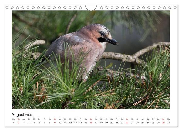Produktbild: Heimische Gartenv&ouml;gel - Gefiederte Freunde (Wandkalender 2026 DIN A4 quer), CALVENDO Monatskalender