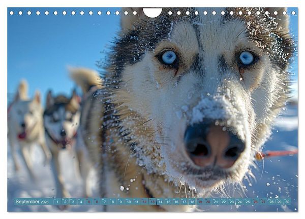 Produktbild: Schlittenhund Tr&auml;ume (Wandkalender 2026 DIN A4 quer), CALVENDO Monatskalender
