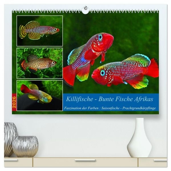 Produktbild: Killifische &ndash; Bunte Fische Afrikas (hochwertiger Premium Wandkalender 2026 DIN A2 quer), Kunstdruck in Hochglanz