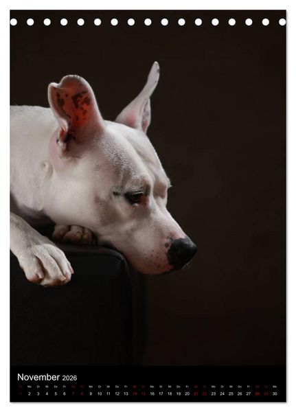 Produktbild: Stille Momente - Die sensible Seite der Hunde (Tischkalender 2026 DIN A5 hoch), CALVENDO Monatskalender