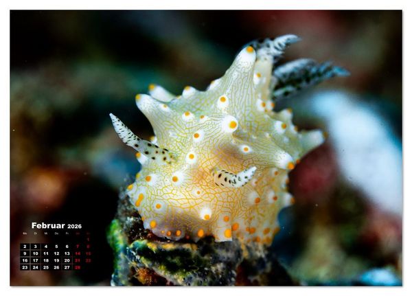 Produktbild: Nudis &ndash; Die bunte Welt der Nacktschnecken (Tischkalender 2026 DIN A5 quer), CALVENDO Monatskalender