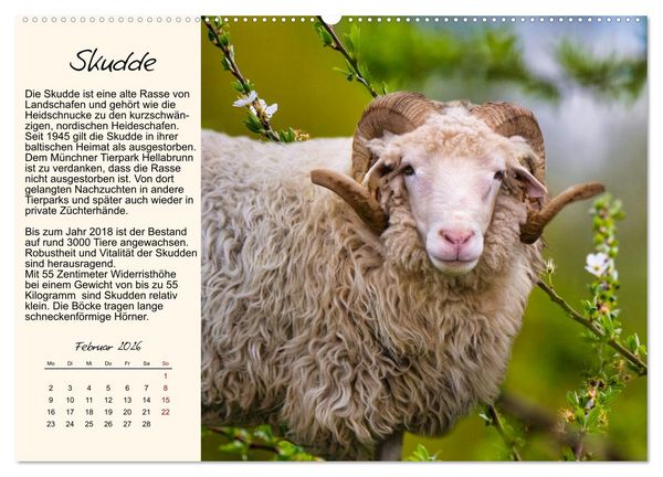 Produktbild: Majest&auml;tische Horntr&auml;ger (hochwertiger Premium Wandkalender 2026 DIN A2 quer), Kunstdruck in Hochglanz