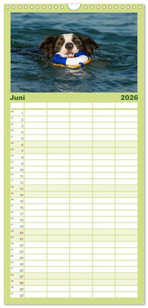 Produktbild: Familienplaner 2026 - Border Collie - Das Universalgenie unter den Hunden mit 5 Spalten (Wandkalender, 21 x 45 cm) CALVENDO