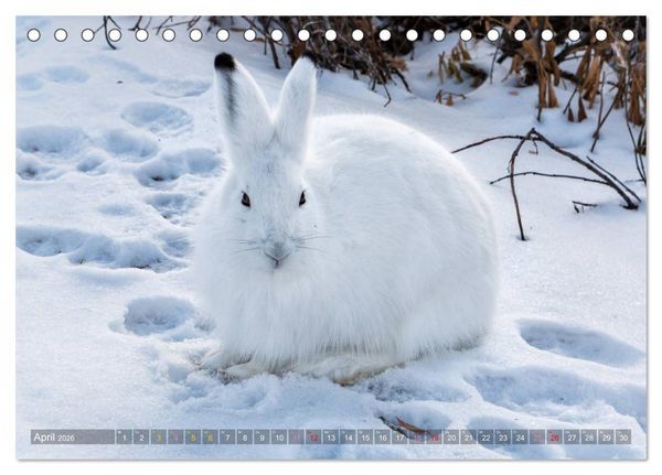 Produktbild: AN DER HUDSON BAY (Tischkalender 2026 DIN A5 quer), CALVENDO Monatskalender
