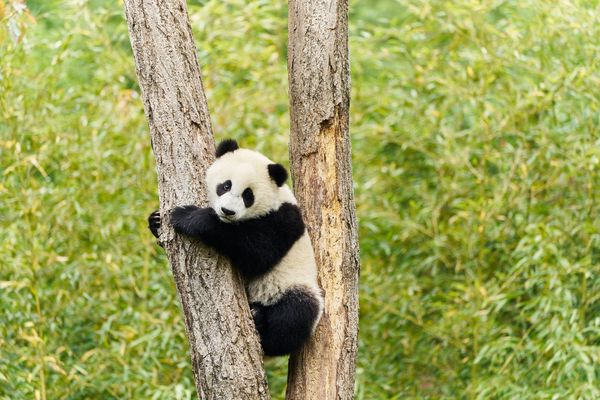 Produktbild: Moon - Der Panda
