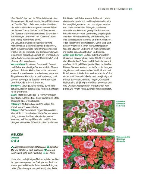Produktbild: Das gro&szlig;e Buch der Stauden und Sommerblumen