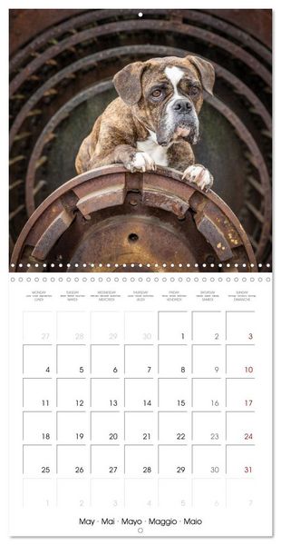 Produktbild: City dogs in the landscape park (Wall Calendar 2026 12 &times; 12 Inch) CALVENDO 12 Month Wall Calendar