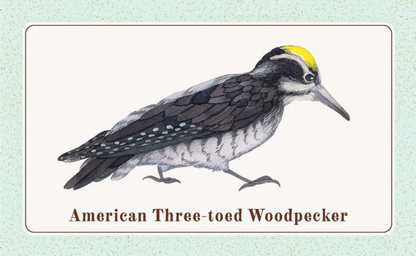 Produktbild: The Beginner Birder's Deck