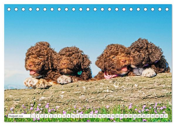 Produktbild: Lagotto Romagnolo Welpen - Sieben kleine Weltentdecker auf gro&szlig;er Fahrt (Tischkalender 2026 DIN A5 quer), CALVENDO Monatskalender