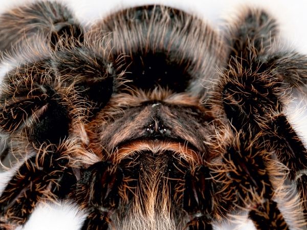 Produktbild: Vogelspinne (Puzzle)