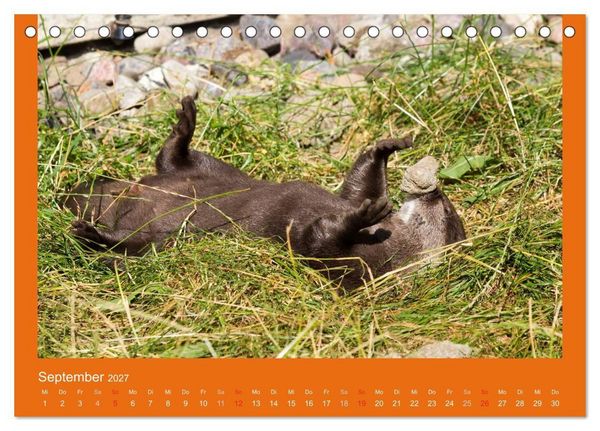 Produktbild: Tierkinder (Tischkalender 2027 DIN A5 quer), CALVENDO Monatskalender