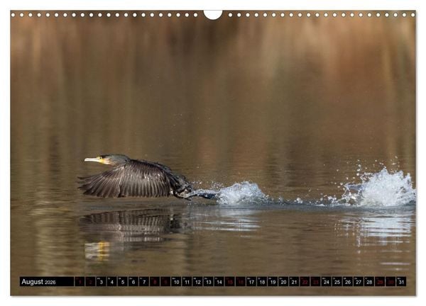 Produktbild: Der Kormoran - Ein intelligenter Fischj&auml;ger (Wandkalender 2026 DIN A3 quer), CALVENDO Monatskalender