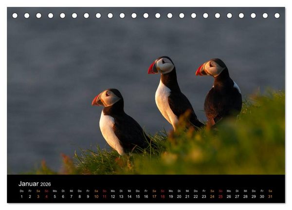 Produktbild: Welt der Papageitaucher (Tischkalender 2026 DIN A5 quer), CALVENDO Monatskalender