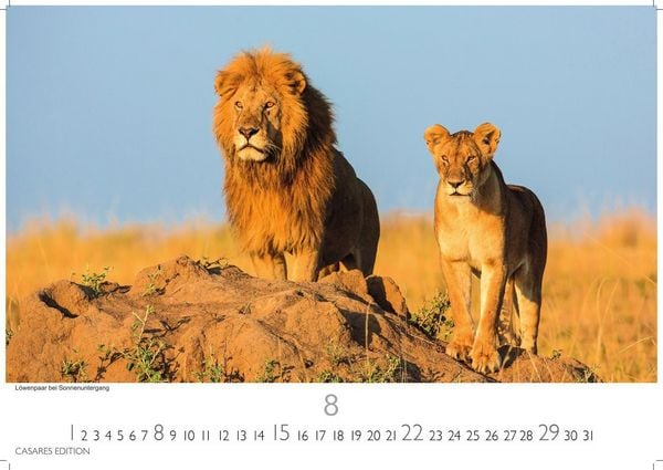 Produktbild: Wilde Tiere Afrikas Kalender 2027 &ndash; Wandkalender | Fotokalender Afrika 35x50cm | Naturfotografie | Tierkalender Afrika | Geschenk f&uuml;r Naturliebhaber