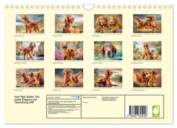 Produktbild: Irish Red Setter. Wo noble Eleganz auf Tatendrang trifft (Wandkalender 2026 DIN A4 quer), CALVENDO Monatskalender