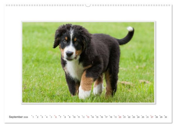 Produktbild: Emotionale Momente: Berner Sennenhund. (Wandkalender 2026 DIN A2 quer), CALVENDO Monatskalender