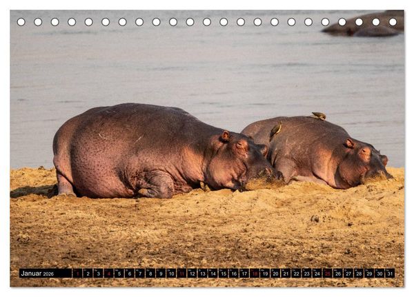 Produktbild: Hippos im s&uuml;dlichen Afrika (Tischkalender 2026 DIN A5 quer), CALVENDO Monatskalender