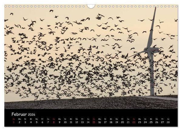 Produktbild: Schrei der Wildg&auml;nse (Wandkalender 2026 DIN A3 quer), CALVENDO Monatskalender
