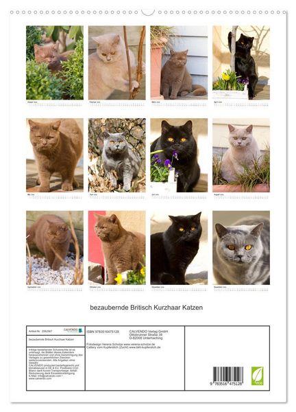 Produktbild: bezaubernde Britisch Kurzhaar Katzen (hochwertiger Premium Wandkalender 2026 DIN A2 hoch), Kunstdruck in Hochglanz