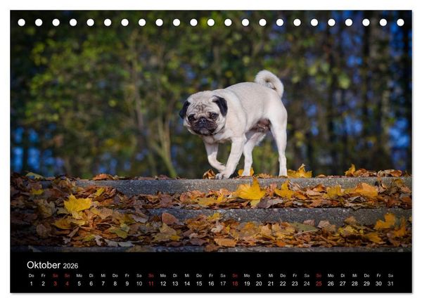 Produktbild: Mops 2026 (Tischkalender 2026 DIN A5 quer), CALVENDO Monatskalender