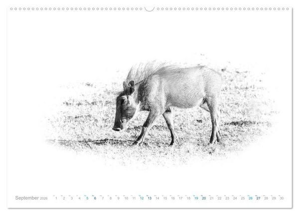 Produktbild: AFRIKA - Schwarz-weiss Fotografien im modernen "High Key" Look (Wandkalender 2026 DIN A2 quer), CALVENDO Monatskalender