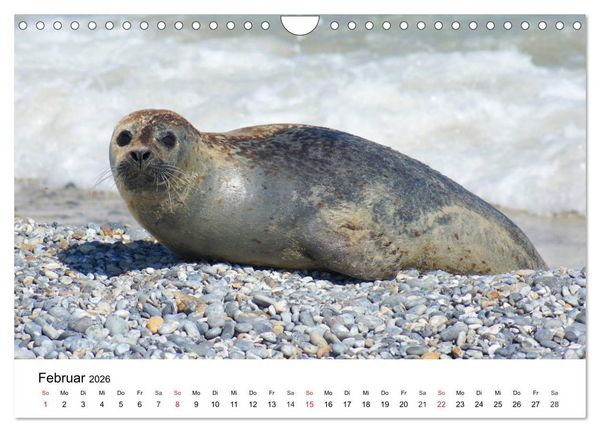 Produktbild: Das Leben der Robben (Wandkalender 2026 DIN A4 quer), CALVENDO Monatskalender