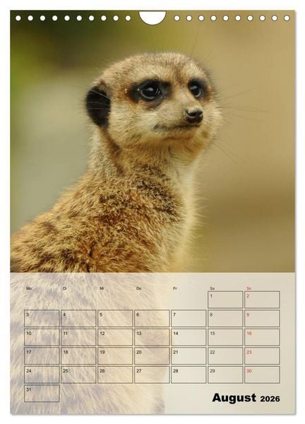 Produktbild: Erdm&auml;nnchen - Afrikas liebenswerte Zwerge (Wandkalender 2026 DIN A4 hoch), CALVENDO Monatskalender