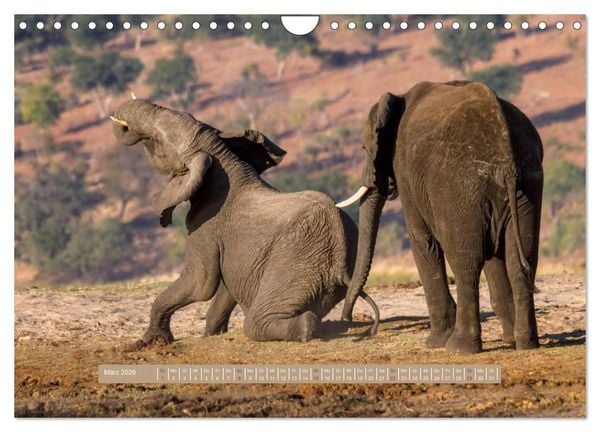 Produktbild: Afrikas Tierwelt - Wilde Elefanten (Wandkalender 2026 DIN A4 quer), CALVENDO Monatskalender