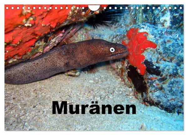 Produktbild: Mur&auml;nen (Wandkalender 2026 DIN A4 quer), CALVENDO Monatskalender