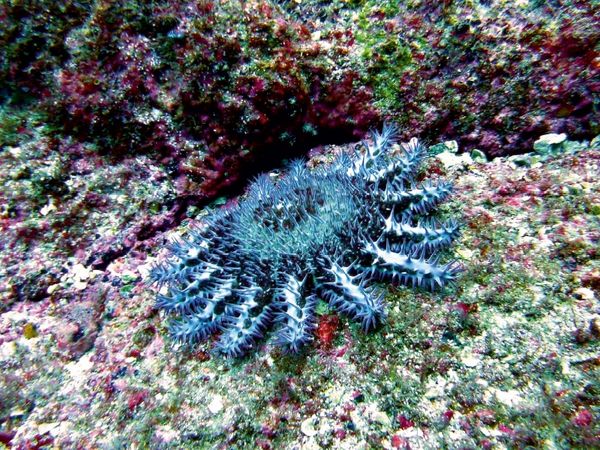 Produktbild: CALVENDO Puzzle Dornenkrone, Alcyone, Cocos Island, Costa Rica | 1000 Teile Lege-Gr&ouml;&szlig;e 64x48cm Foto-Puzzle f&uuml;r gl&uuml;ckliche Stunden