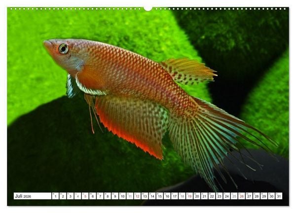 Produktbild: Killifische S&uuml;damerikas (hochwertiger Premium Wandkalender 2026 DIN A2 quer), Kunstdruck in Hochglanz