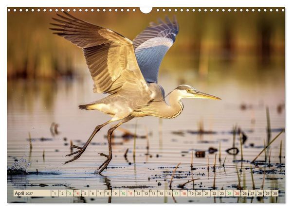 Produktbild: Silberreiher - pure Eleganz (Wandkalender 2027 DIN A3 quer), CALVENDO Monatskalender