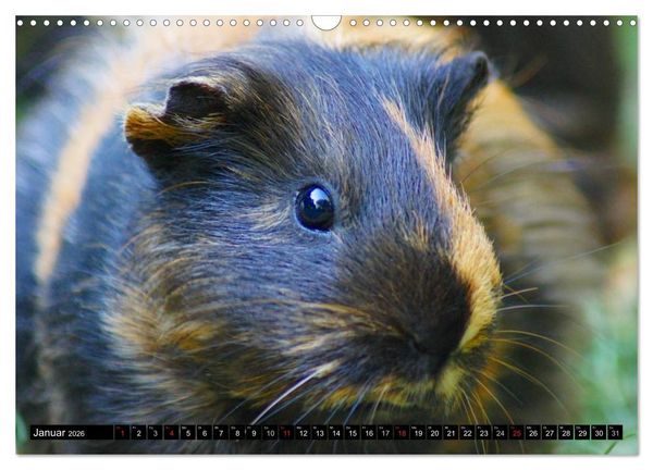 Produktbild: Kuschelige Meerschweinchen (Wandkalender 2026 DIN A3 quer), CALVENDO Monatskalender