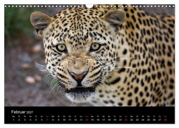 Produktbild: Afrikas Raubkatzen (Wandkalender 2027 DIN A3 quer), CALVENDO Monatskalender