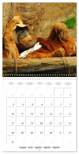 Produktbild: Orangutans Inhabitants of the rainforests (Wall Calendar 2026 12 &times; 12 Inch) CALVENDO 12 Month Wall Calendar