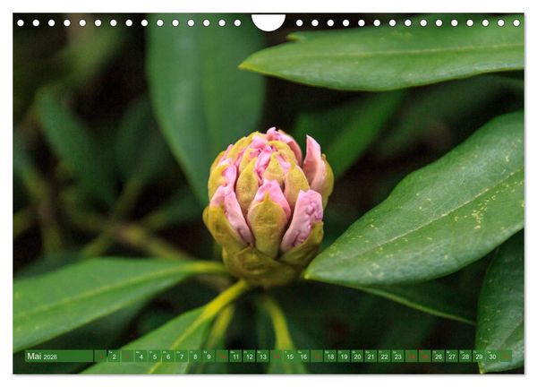 Produktbild: Parkgemeinde Kromlau (Wandkalender 2026 DIN A4 quer), CALVENDO Monatskalender