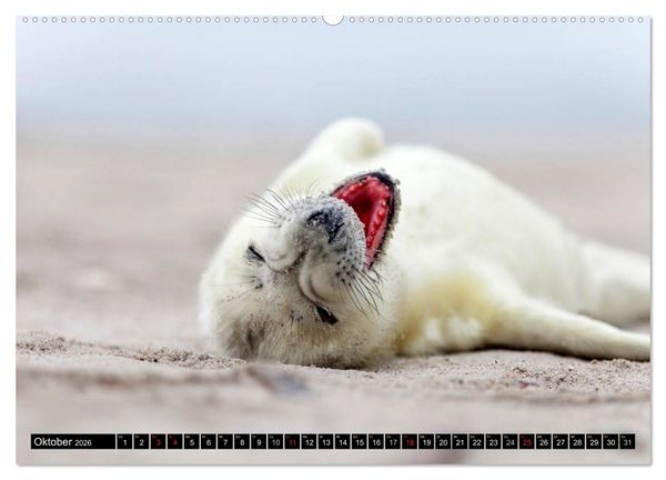 Produktbild: Robbenbabys (hochwertiger Premium Wandkalender 2026 DIN A2 quer), Kunstdruck in Hochglanz