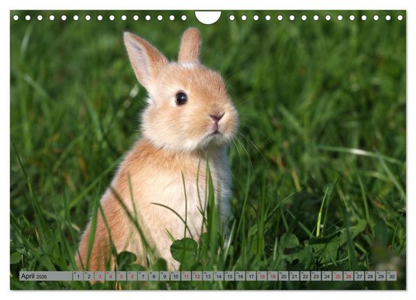 Produktbild: Tierkinder klein und s&uuml;&szlig; (Wandkalender 2026 DIN A4 quer), CALVENDO Monatskalender