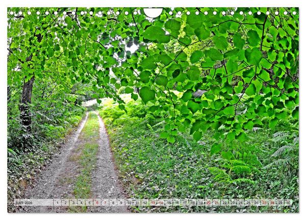 Produktbild: Au c&oelig;ur de la for&ecirc;t (Calendrier mural 2026 DIN A4 vertical), CALVENDO calendrier mensuel