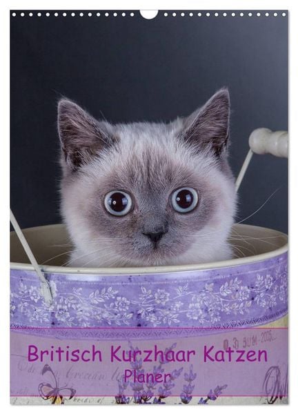 Produktbild: Britisch Kurzhaar Katzen - Planer (Wandkalender 2026 DIN A3 hoch), CALVENDO Monatskalender