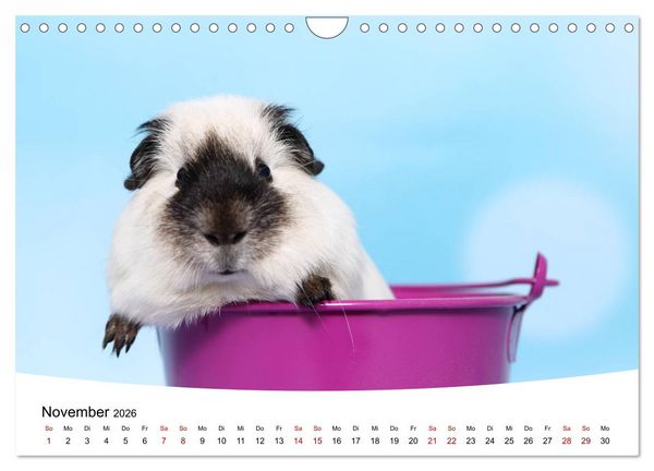 Produktbild: Niedliche Meerschweinchen (Wandkalender 2026 DIN A4 quer), CALVENDO Monatskalender