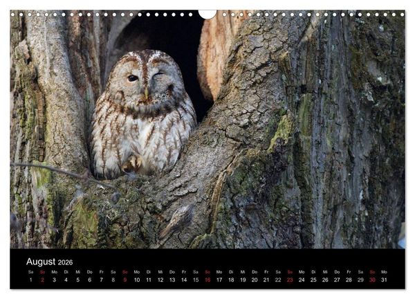 Produktbild: Waldk&auml;uze, fotografiert in M&uuml;nchen (Wandkalender 2026 DIN A3 quer), CALVENDO Monatskalender