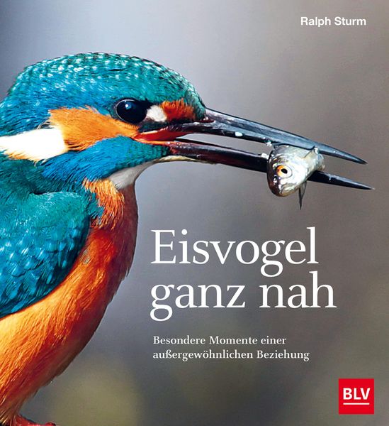 Produktbild: Eisvogel ganz nah