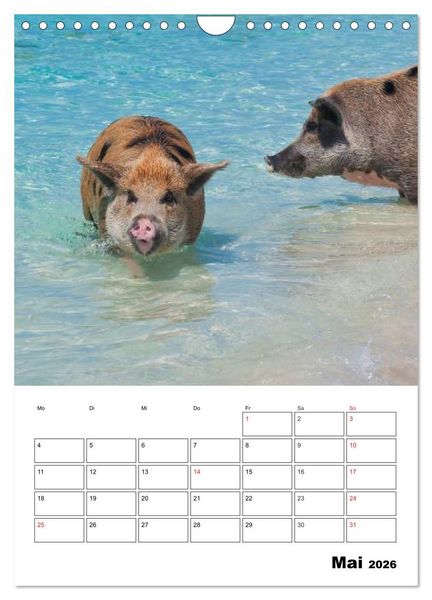 Produktbild: Schweine auf den Bahamas! (Wandkalender 2026 DIN A4 hoch), CALVENDO Monatskalender