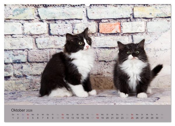 Produktbild: Flauschige Ragdoll Kitten (Wandkalender 2026 DIN A2 quer), CALVENDO Monatskalender