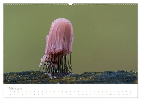 Produktbild: FASZINATION PILZE 2026 (Wandkalender 2026 DIN A2 quer), CALVENDO Monatskalender